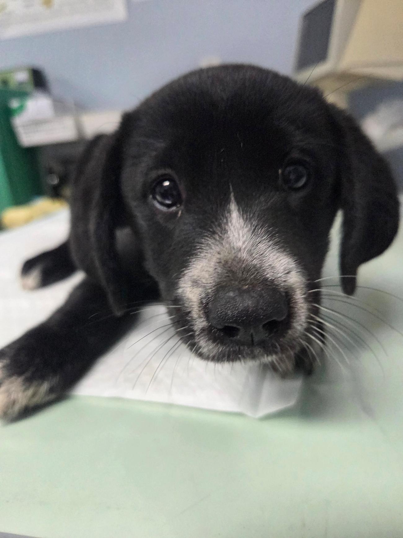 종료(입양) 믹스견…