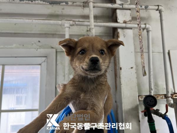 한국동물구조관리협회_441409202501455