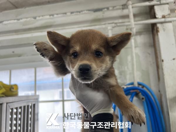 한국동물구조관리협회_441409202501457