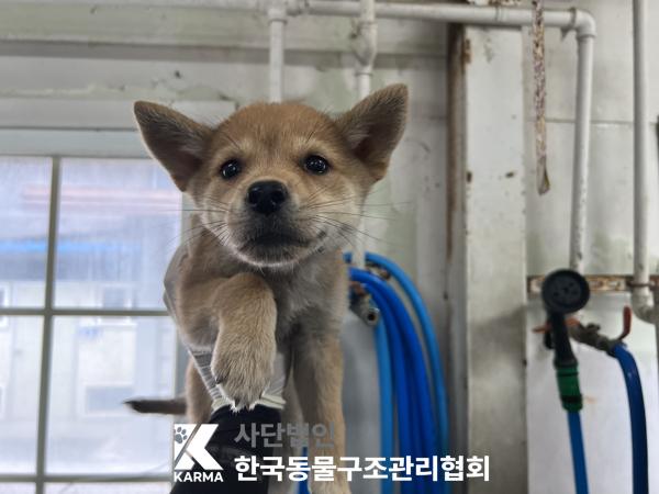 종료(안락사) 믹스…