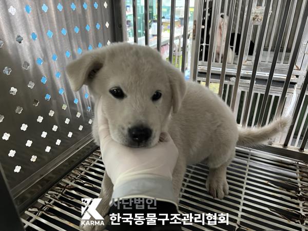 한국동물구조관리협회_441409202501450