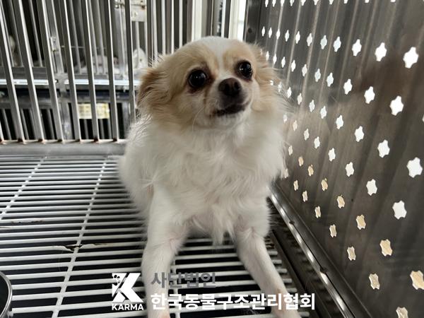 종료(입양) 치와와…