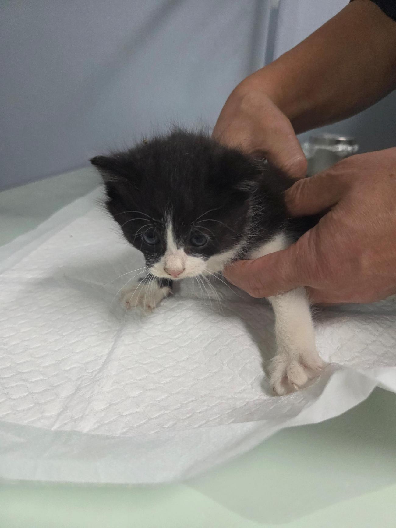 종료(자연사) 한국…