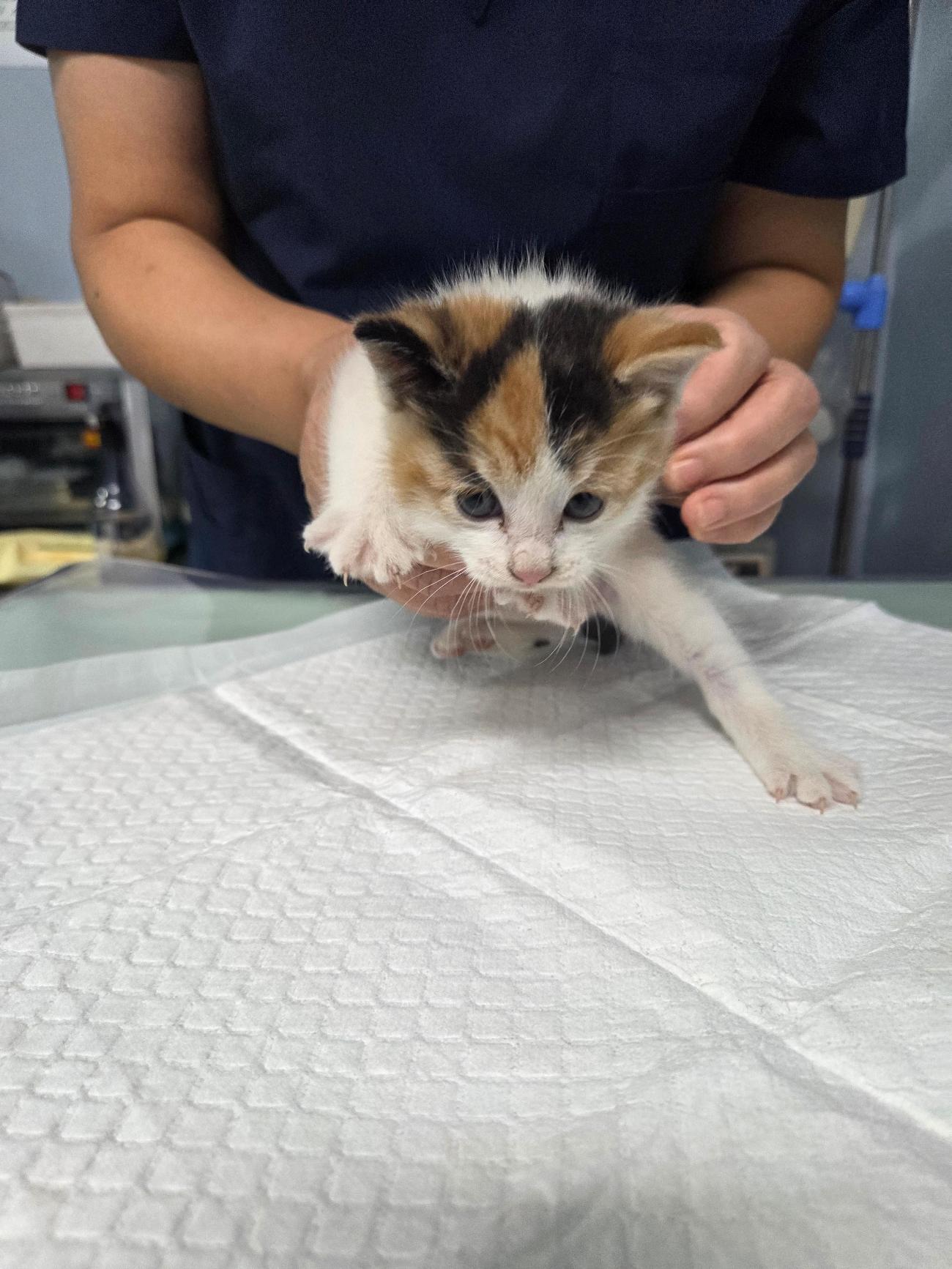 나주유기동물보호센터_446483202501733