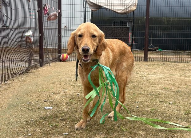 보호중 골든 리트리…