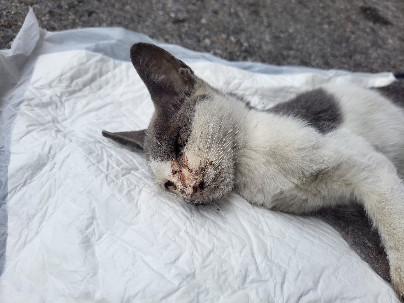 종료(자연사) 한국…