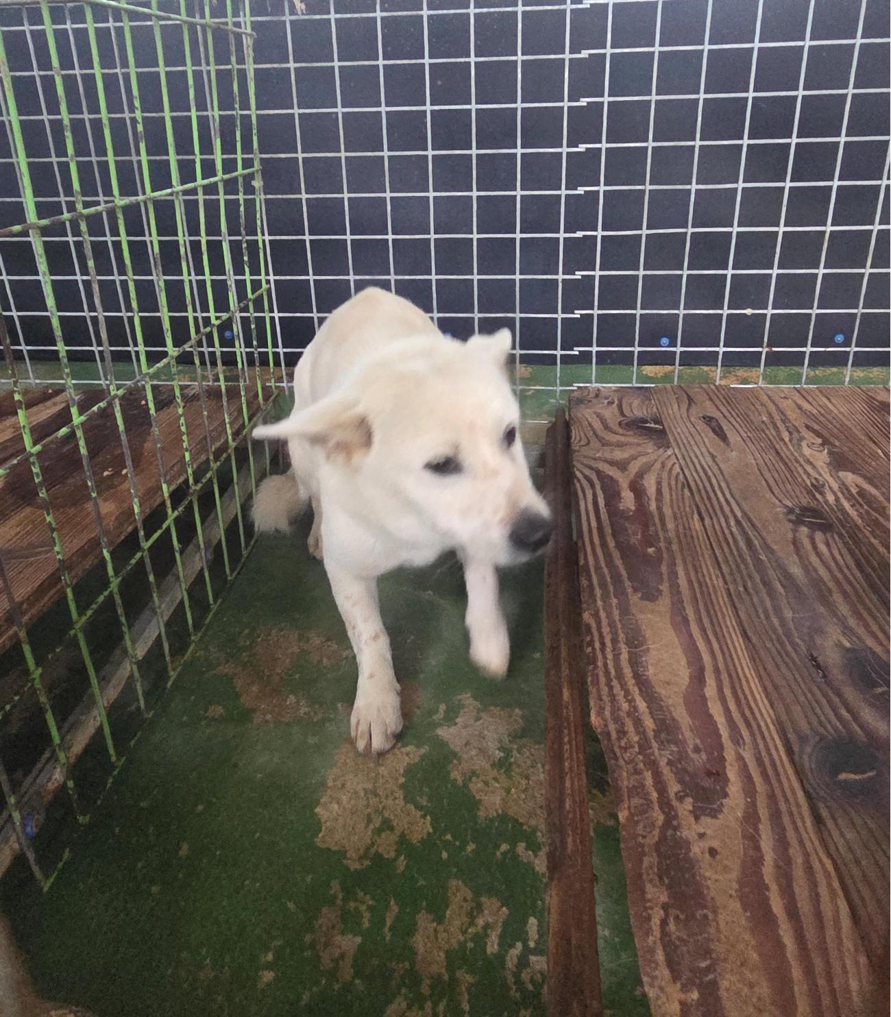 나주유기동물보호센터_446483202501731