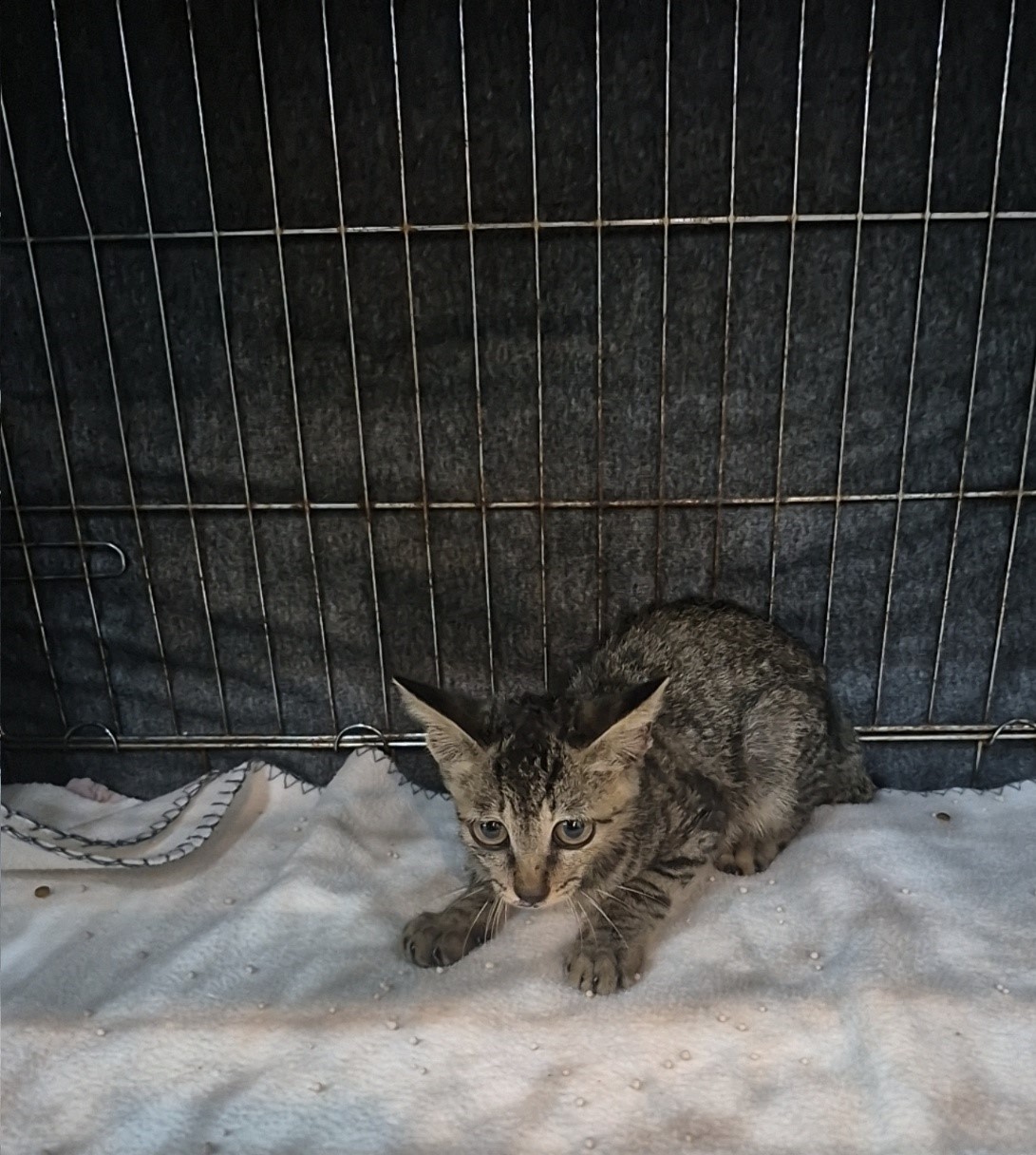 군산유기동물보호센터_445467202501942