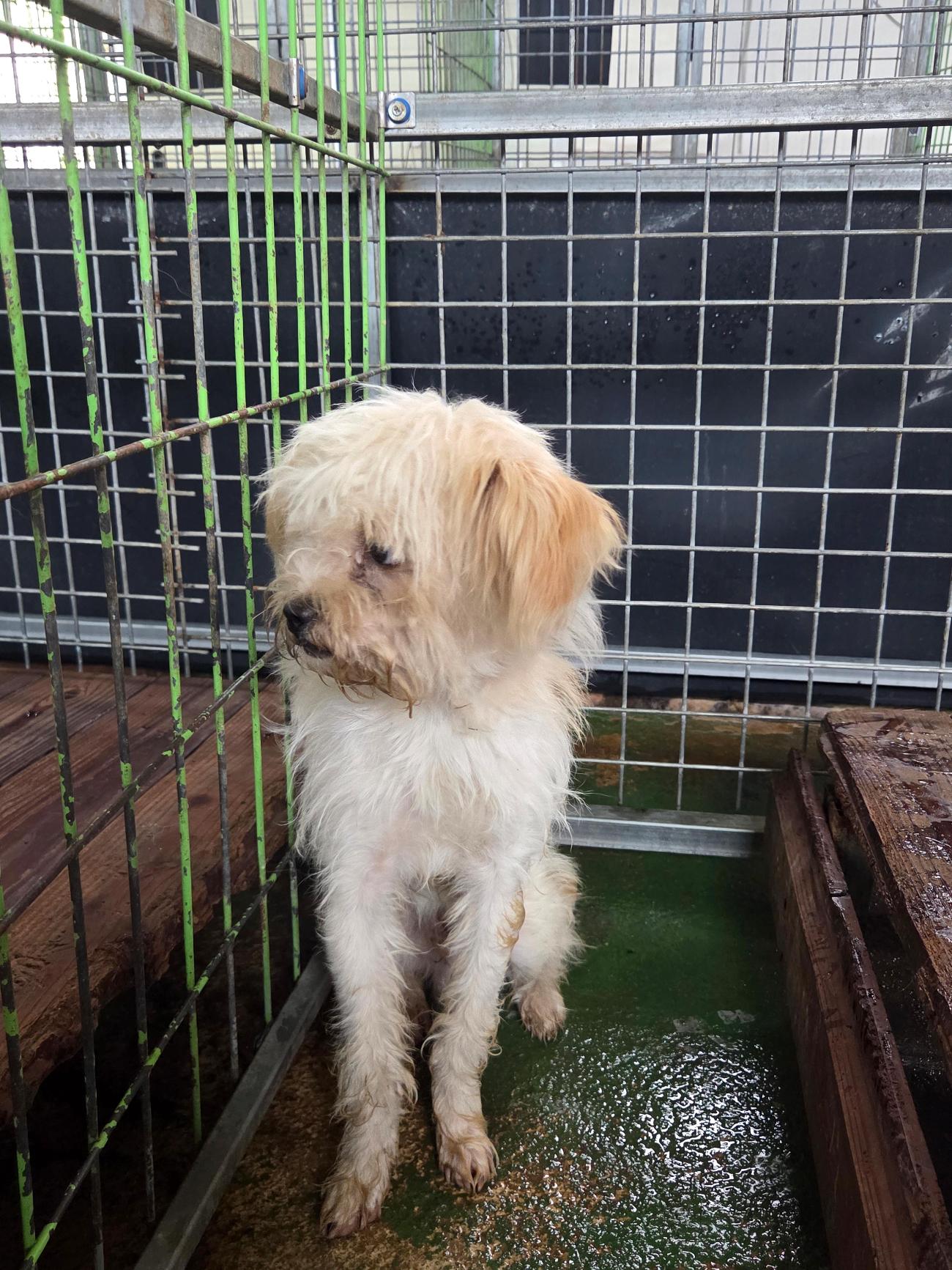 나주유기동물보호센터_446483202501735