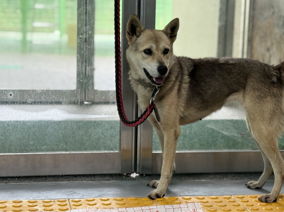 종료(반환) 믹스견…