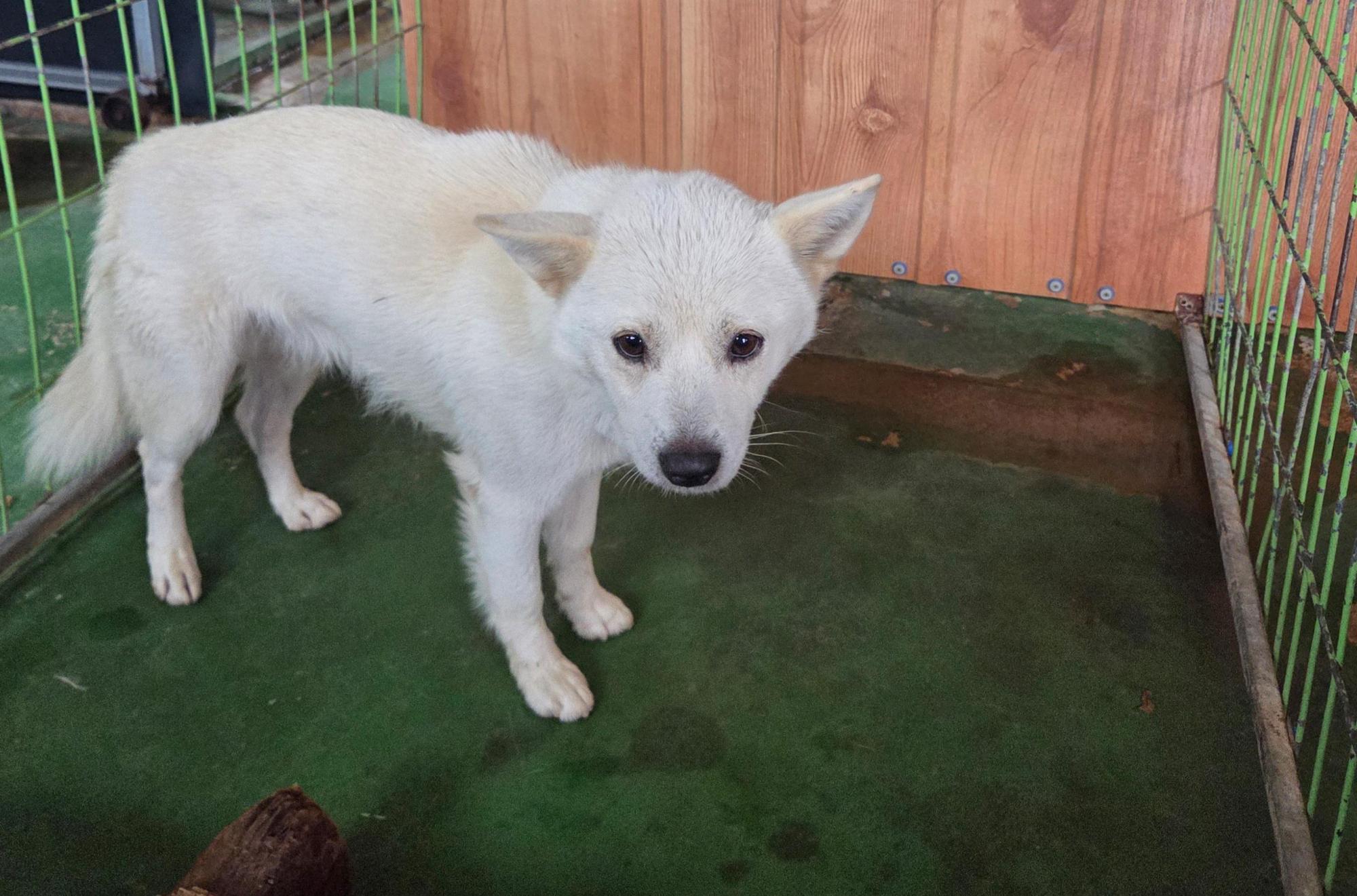 보호중 믹스견의 가…