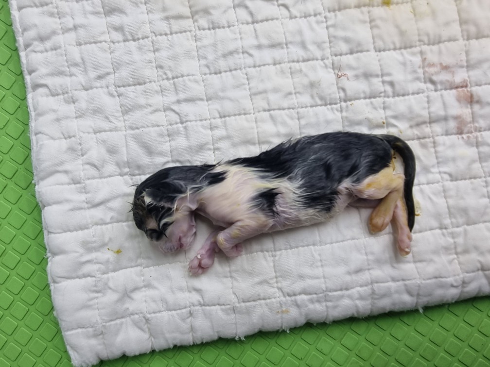 종료(자연사) 한국…