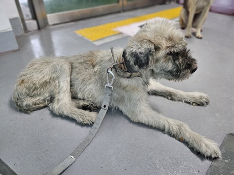 종료(자연사) 믹스…