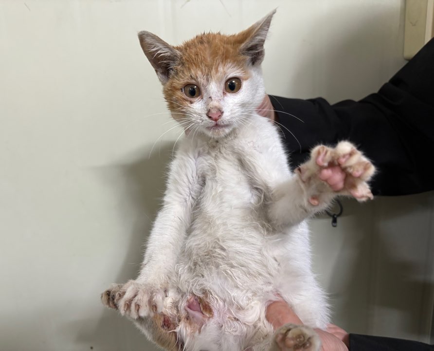 종료(자연사) 한국…