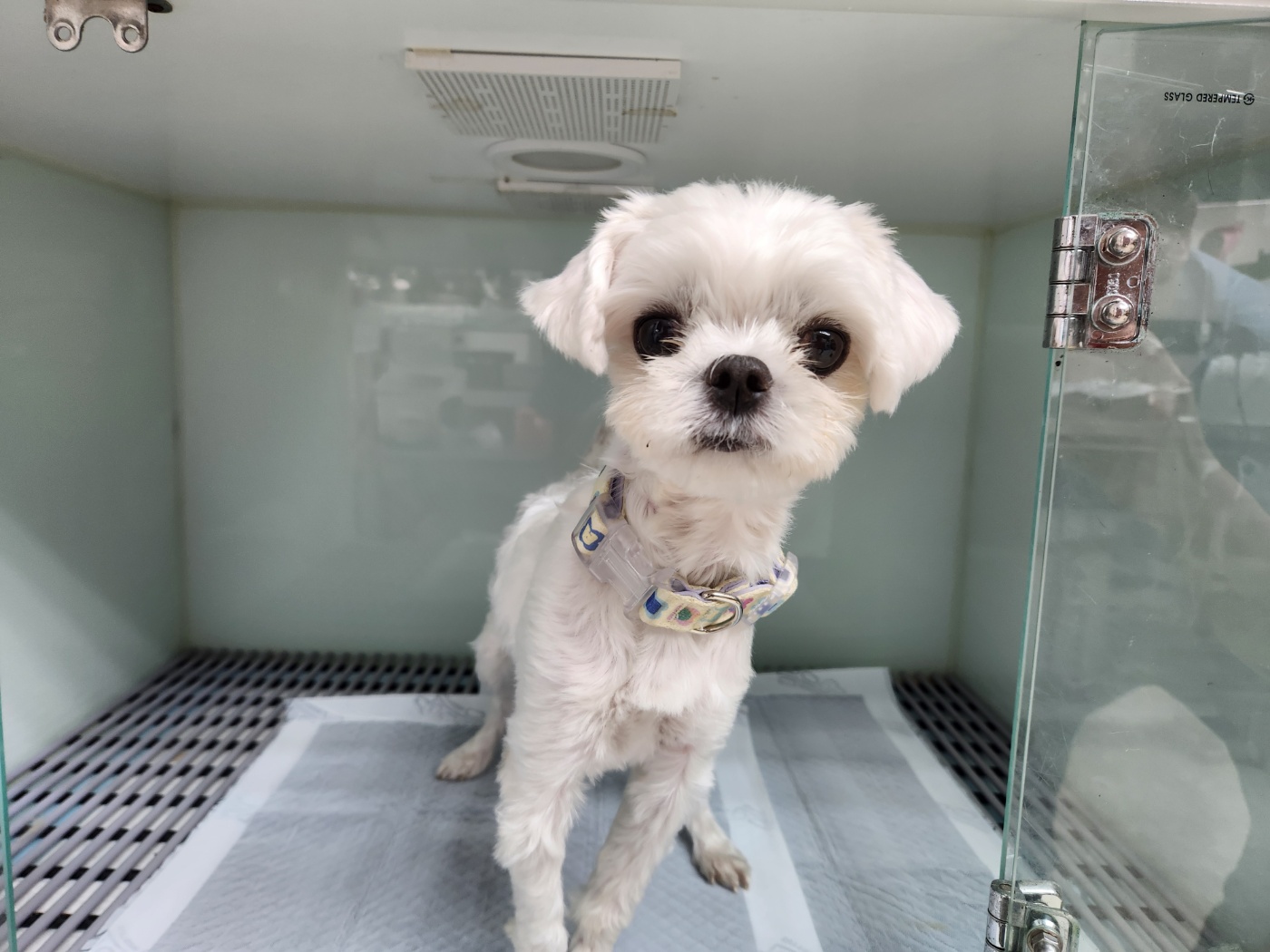 광주TNR동물병원송정_441554202501643