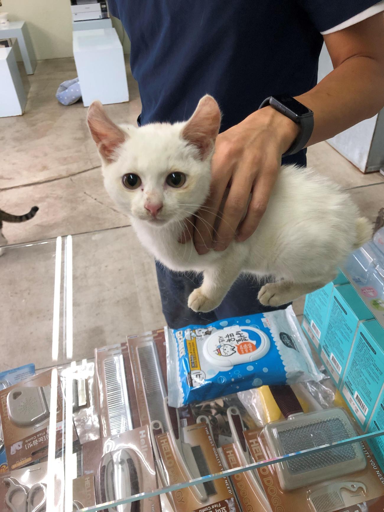 디디동물병원_428357202501400