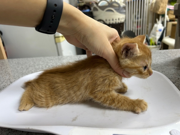 종료(기증) 한국 …