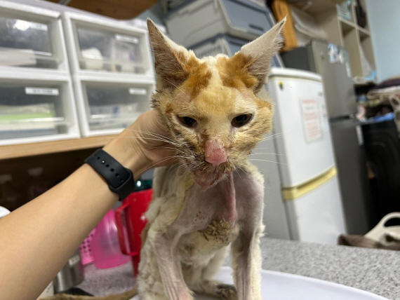 종료(자연사) 한국…