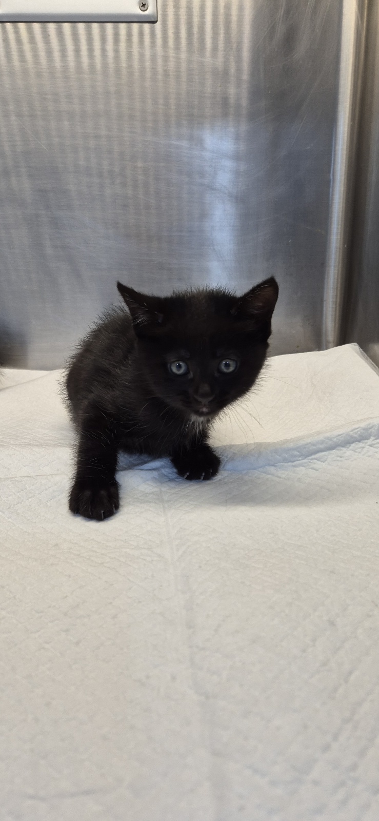 스마일동물병원_431370202500800