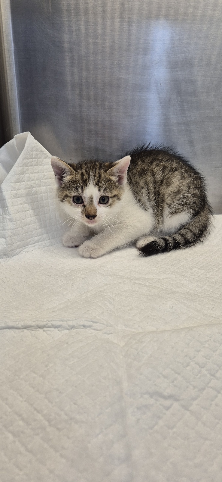 보호중 한국 고양이…