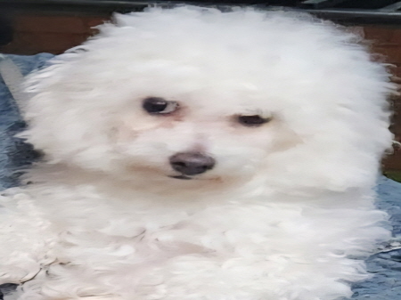 종료(반환) 비숑 …