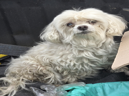 보호중 말티즈의 가…