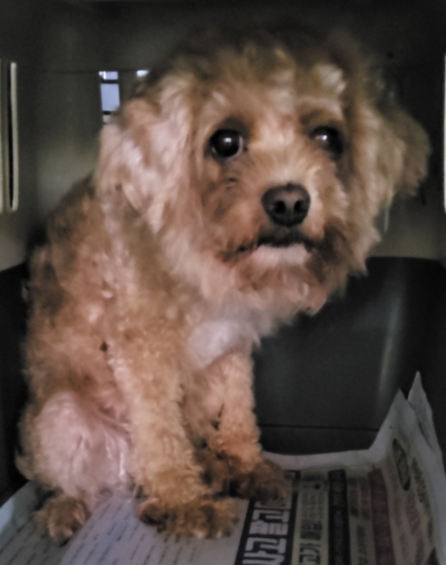 목포시유기동물보호소_446480202501410