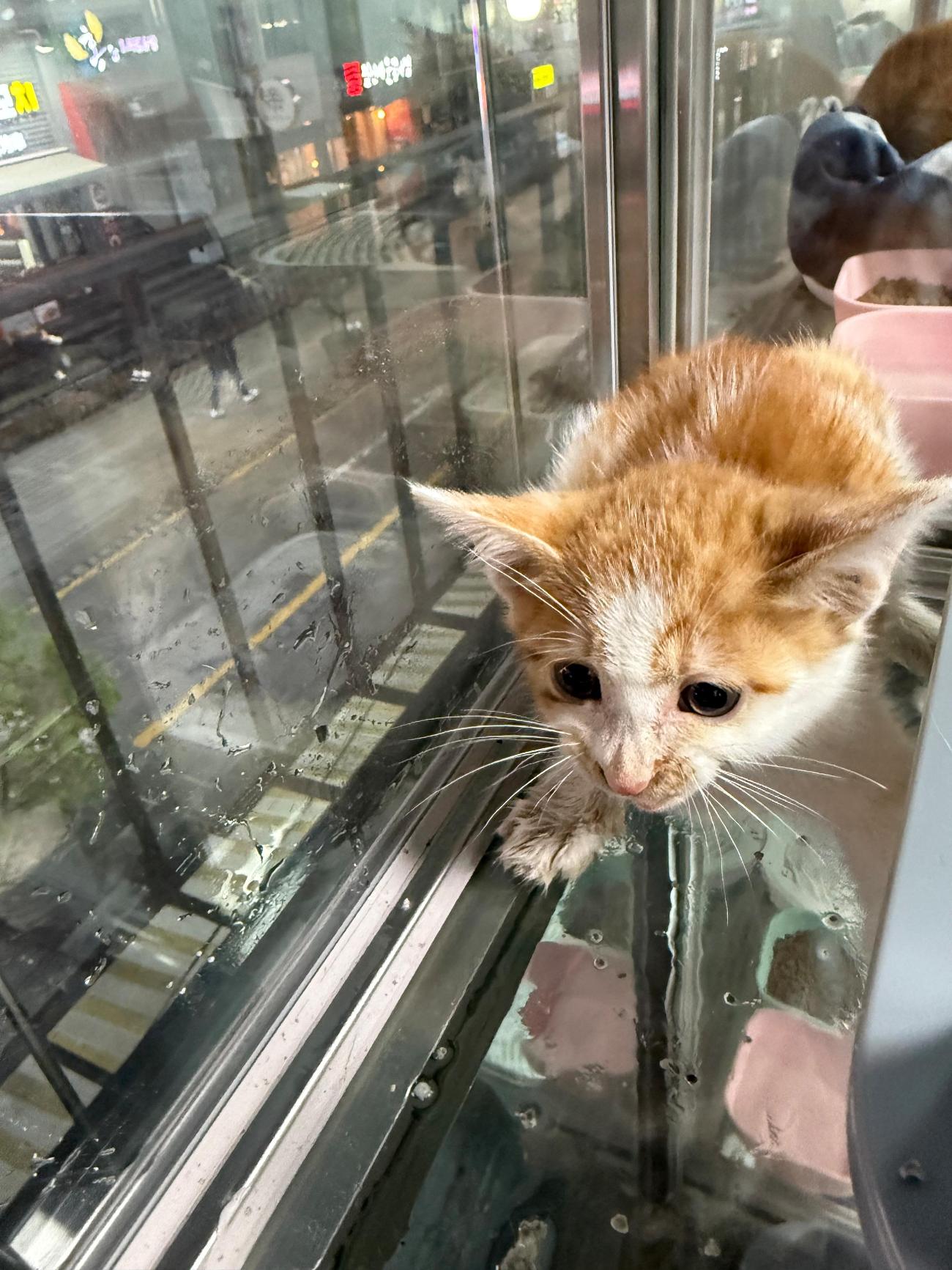 보호중 한국 고양이…