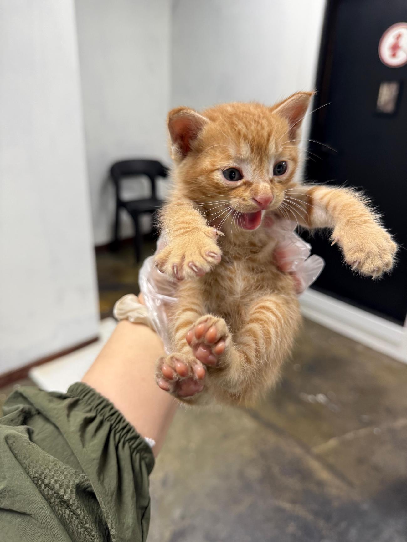 보호중 한국 고양이…