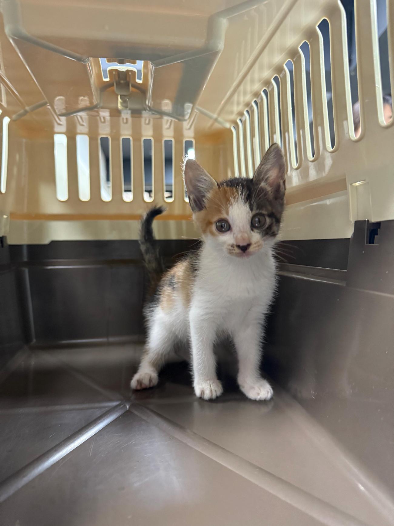 종료(입양) 한국 …