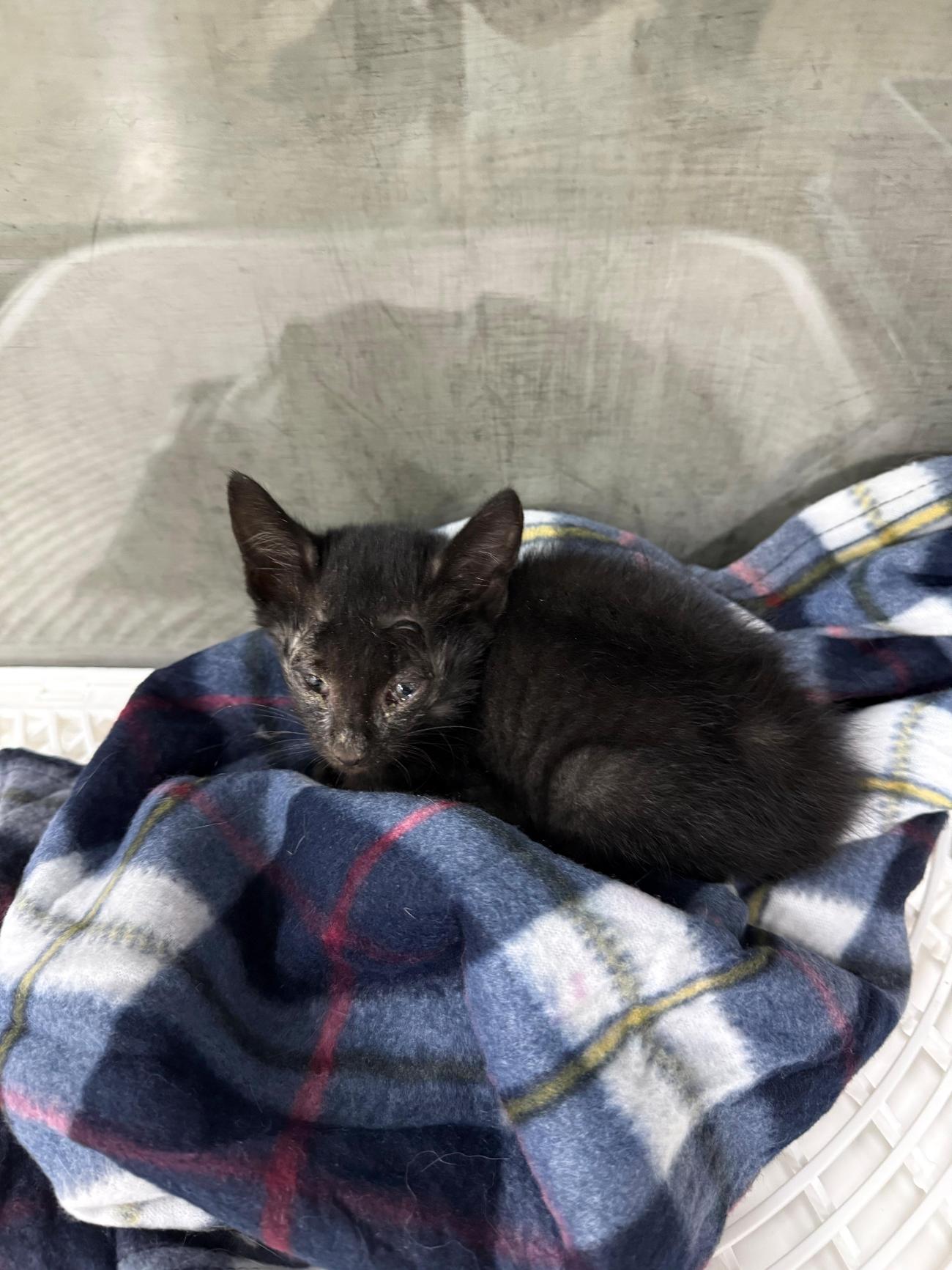 울산유기동물입양센터_431371202500496