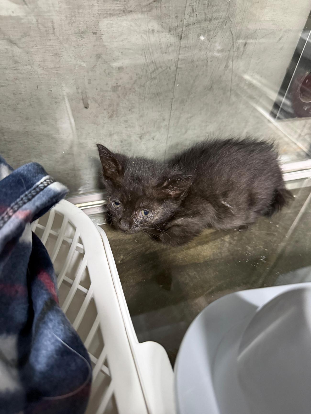 종료(입양) 한국 …