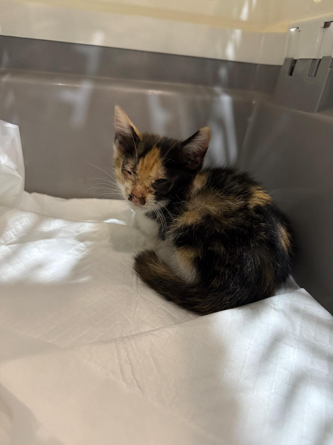 보호중 한국 고양이…