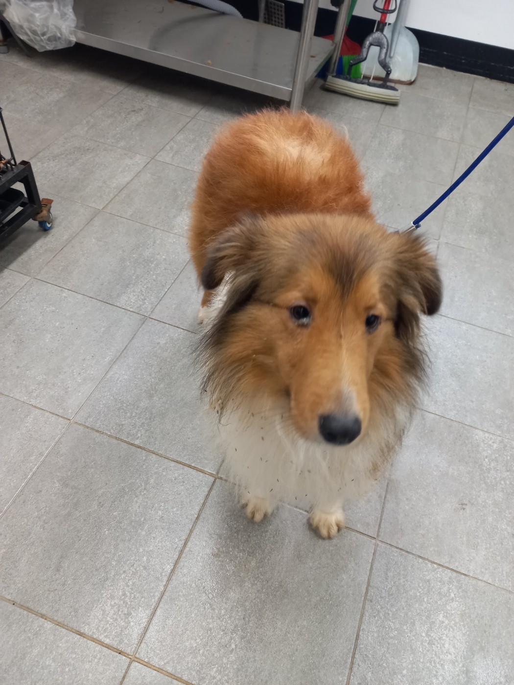 종료(반환) 셔틀랜…