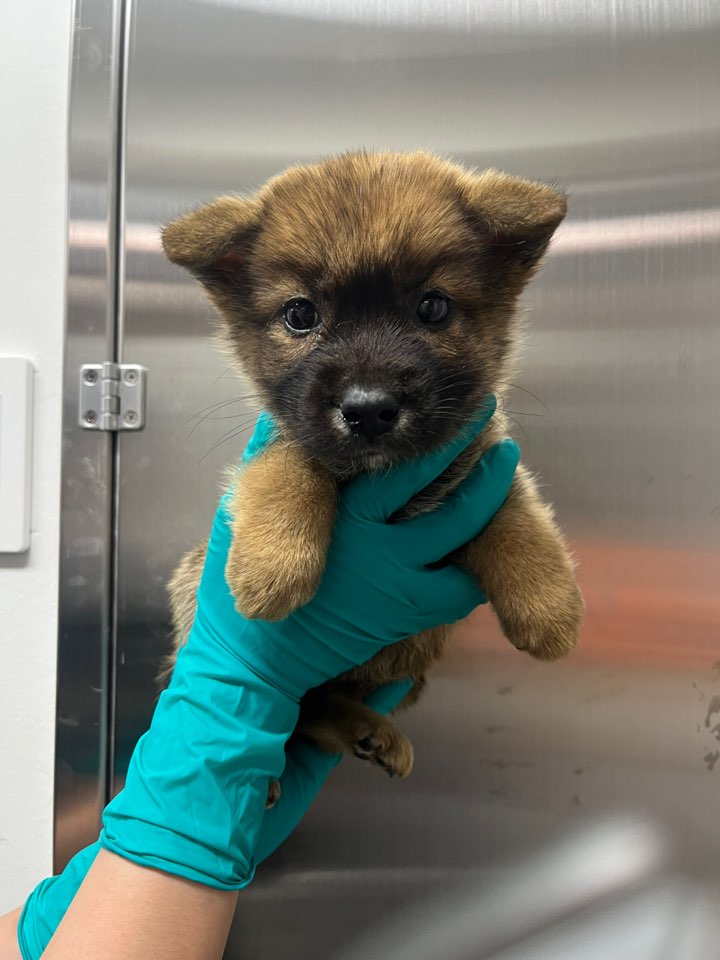 보호중 믹스견의 가…