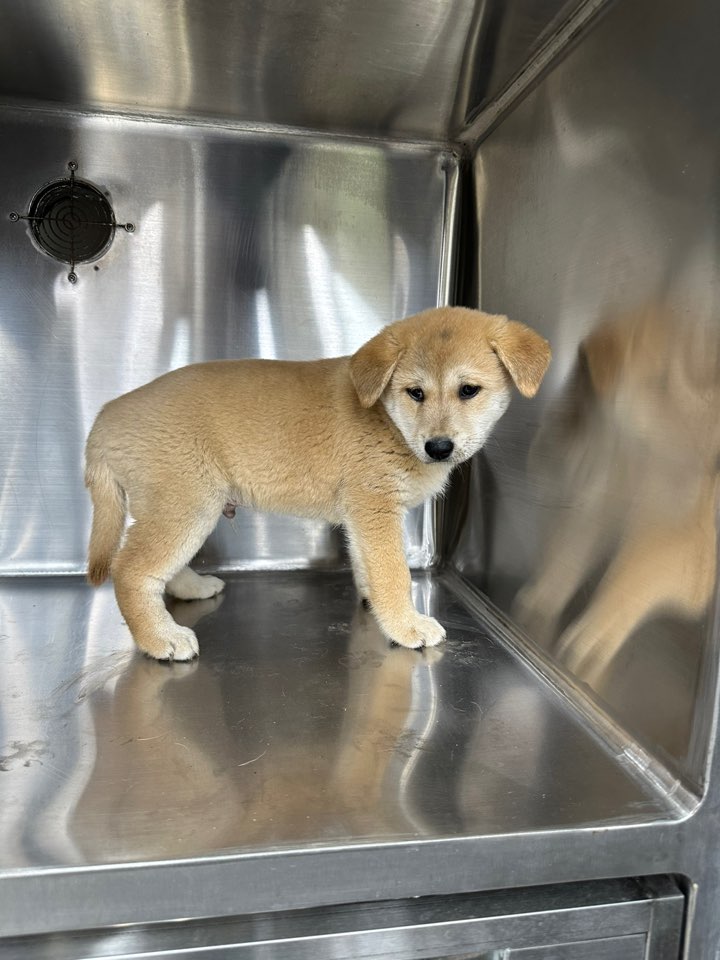 신공항동물병원_428349202500912