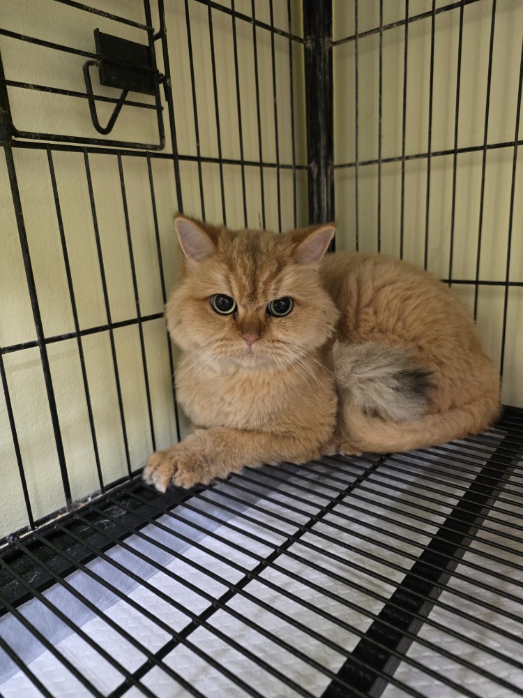 반려동물보호센터_443571202502867