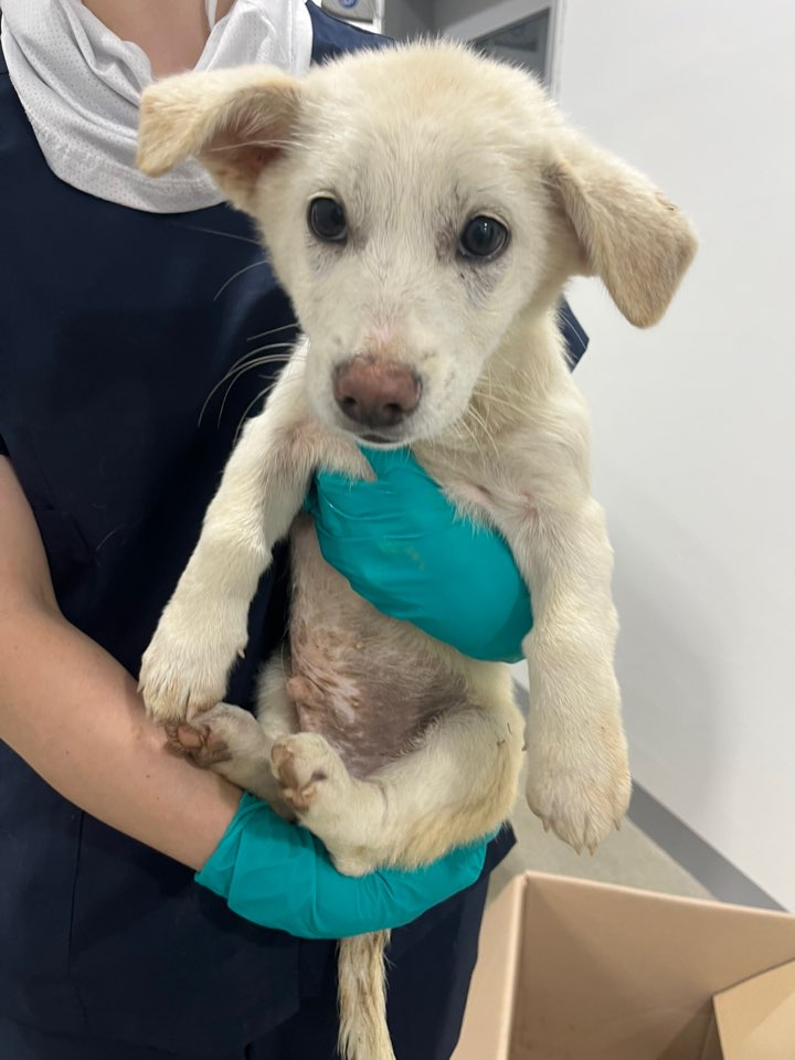 반려동물보호센터_443571202502864