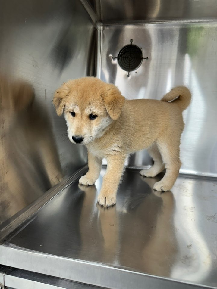 보호중 믹스견의 가…