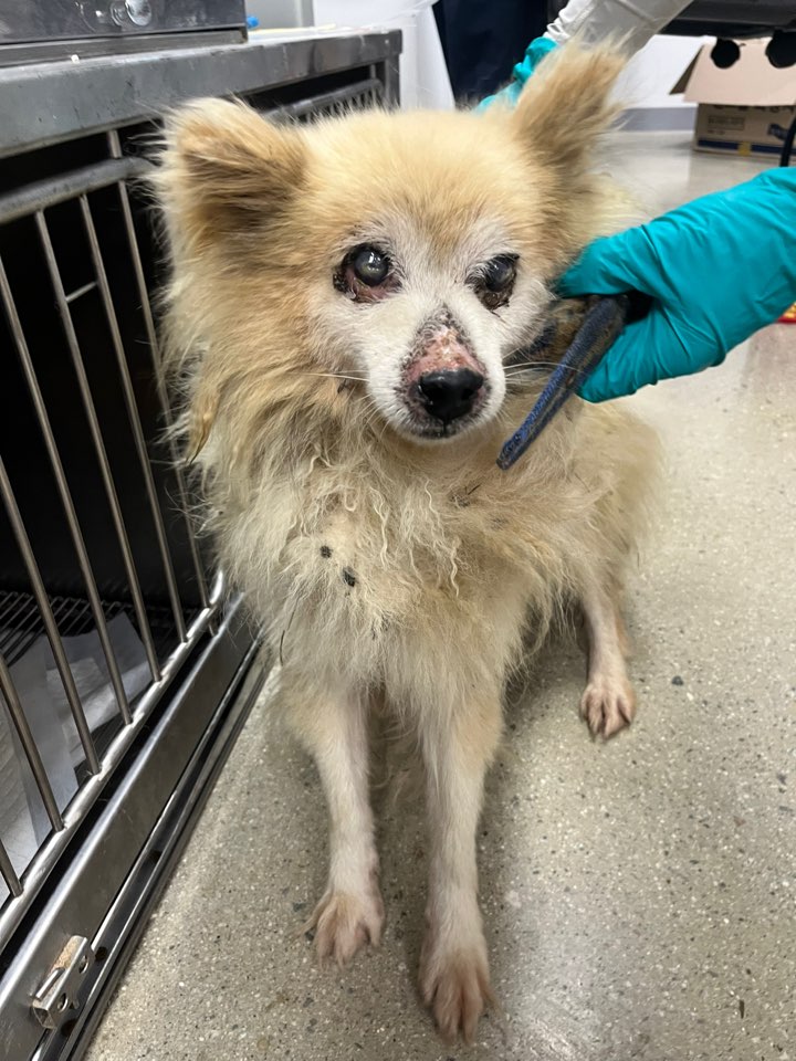 반려동물보호센터_443571202502866