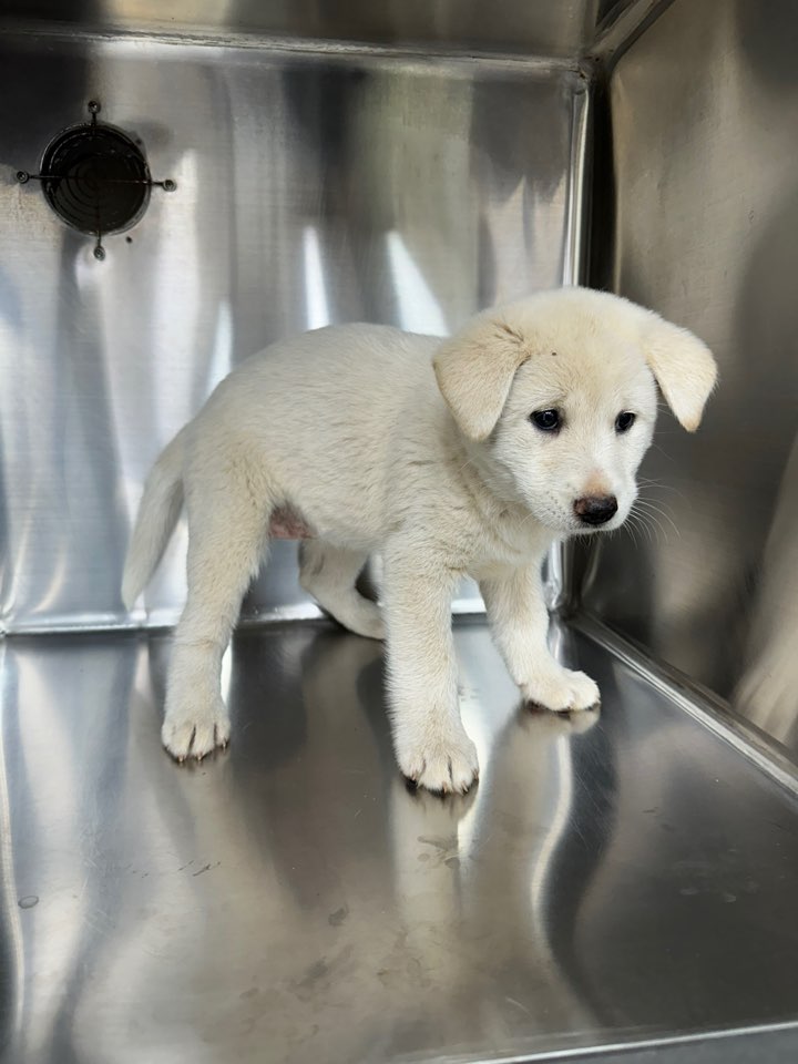 신공항동물병원_428349202500909