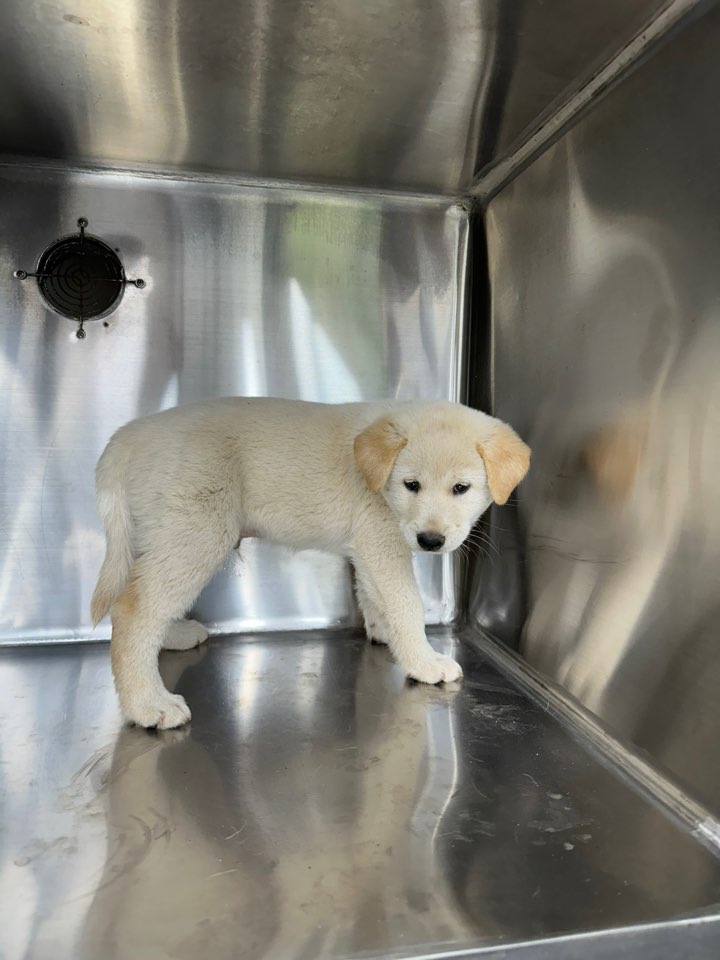 보호중 믹스견의 가…