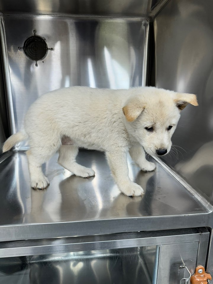 보호중 믹스견의 가…