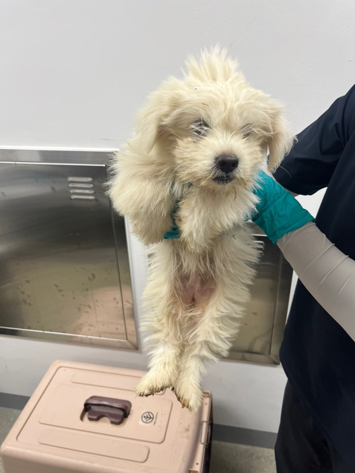 반려동물보호센터_443571202502863