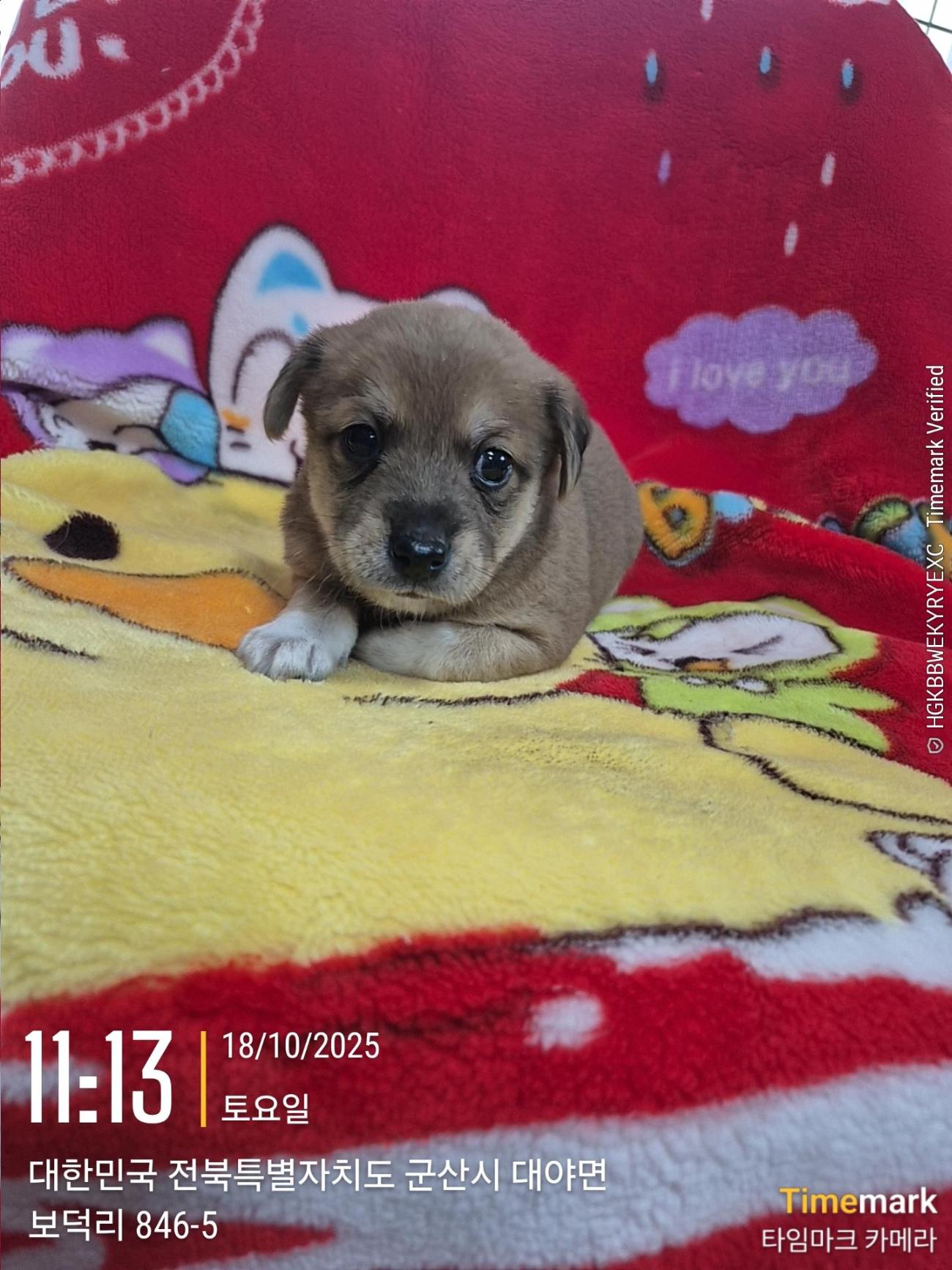 군산유기동물보호센터_445467202501945