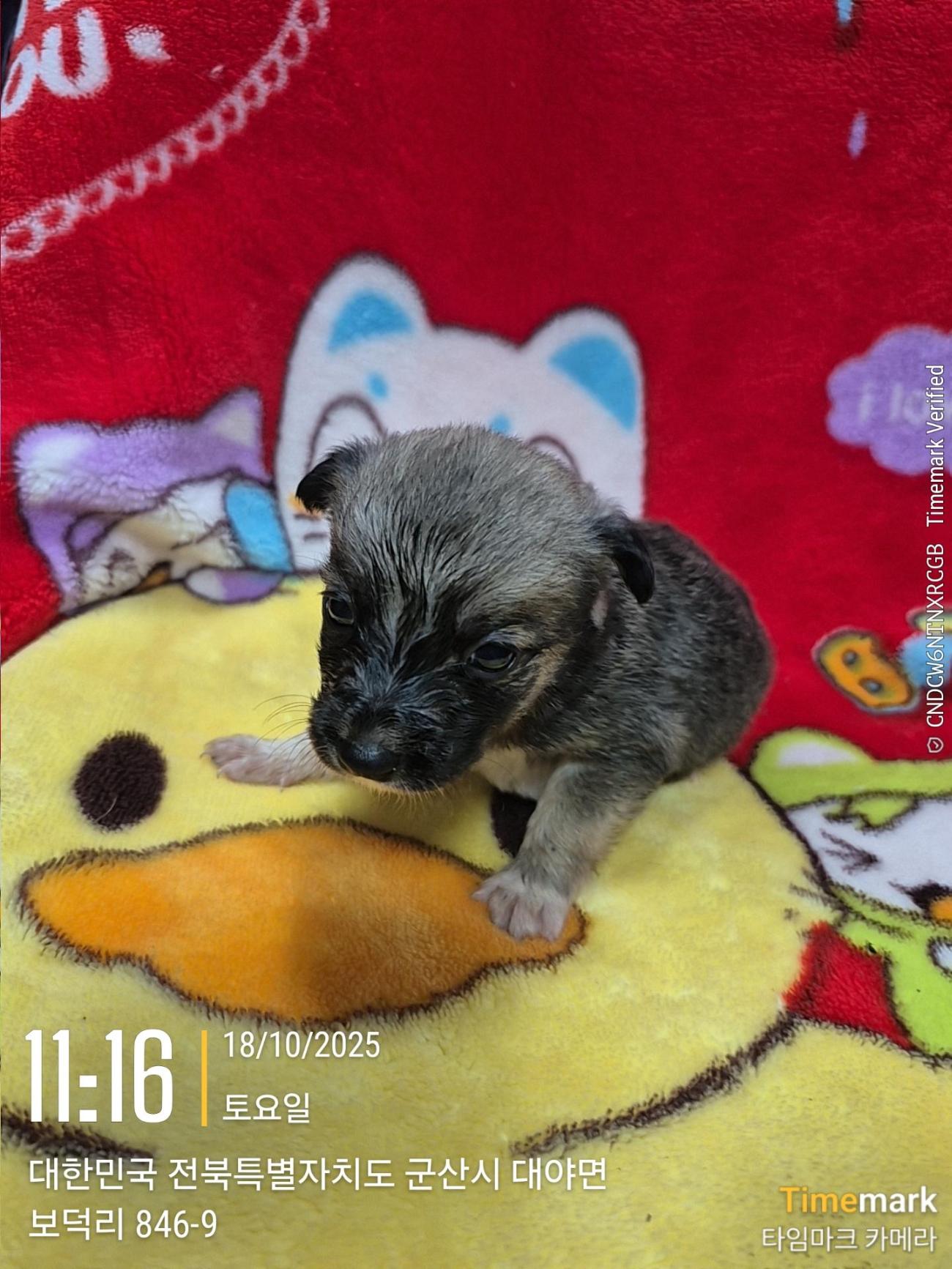 군산유기동물보호센터_445467202501946