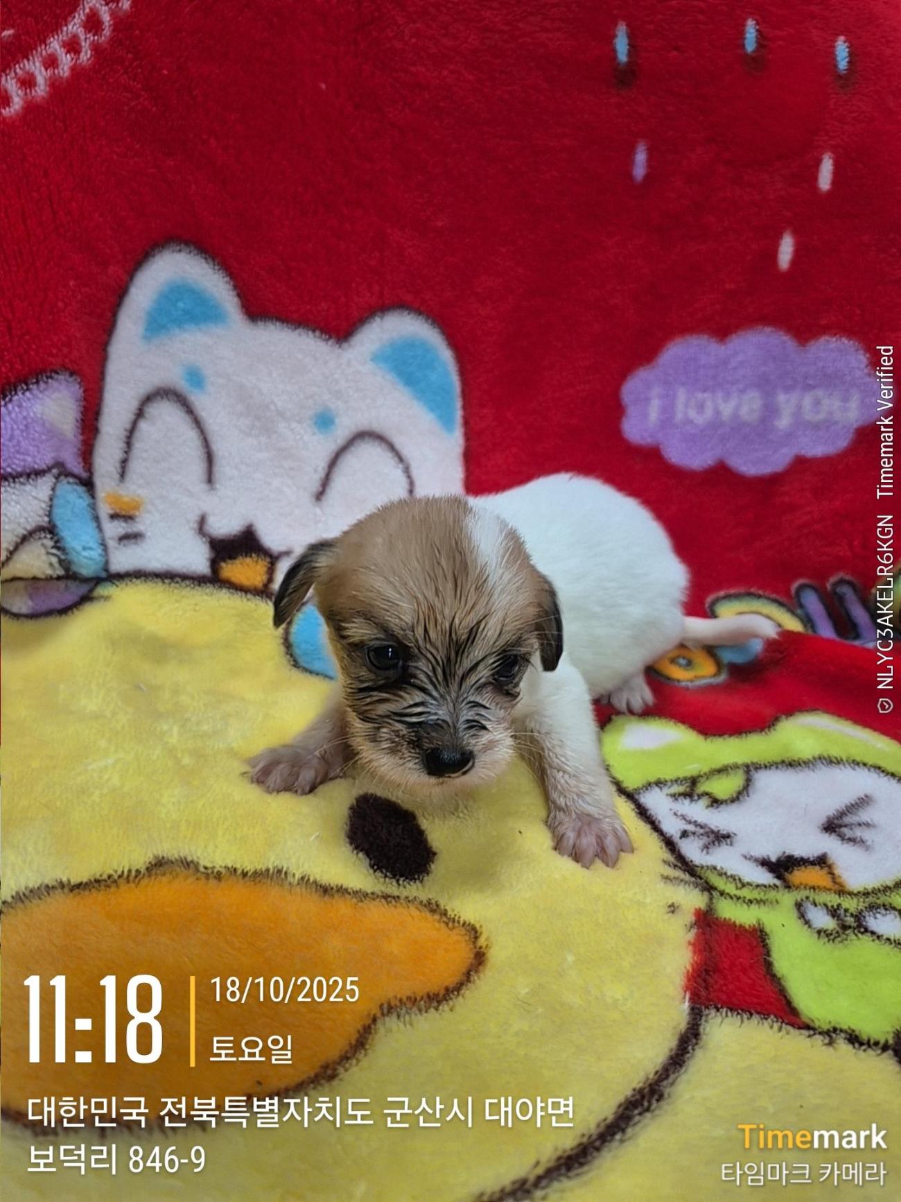 군산유기동물보호센터_445467202501947