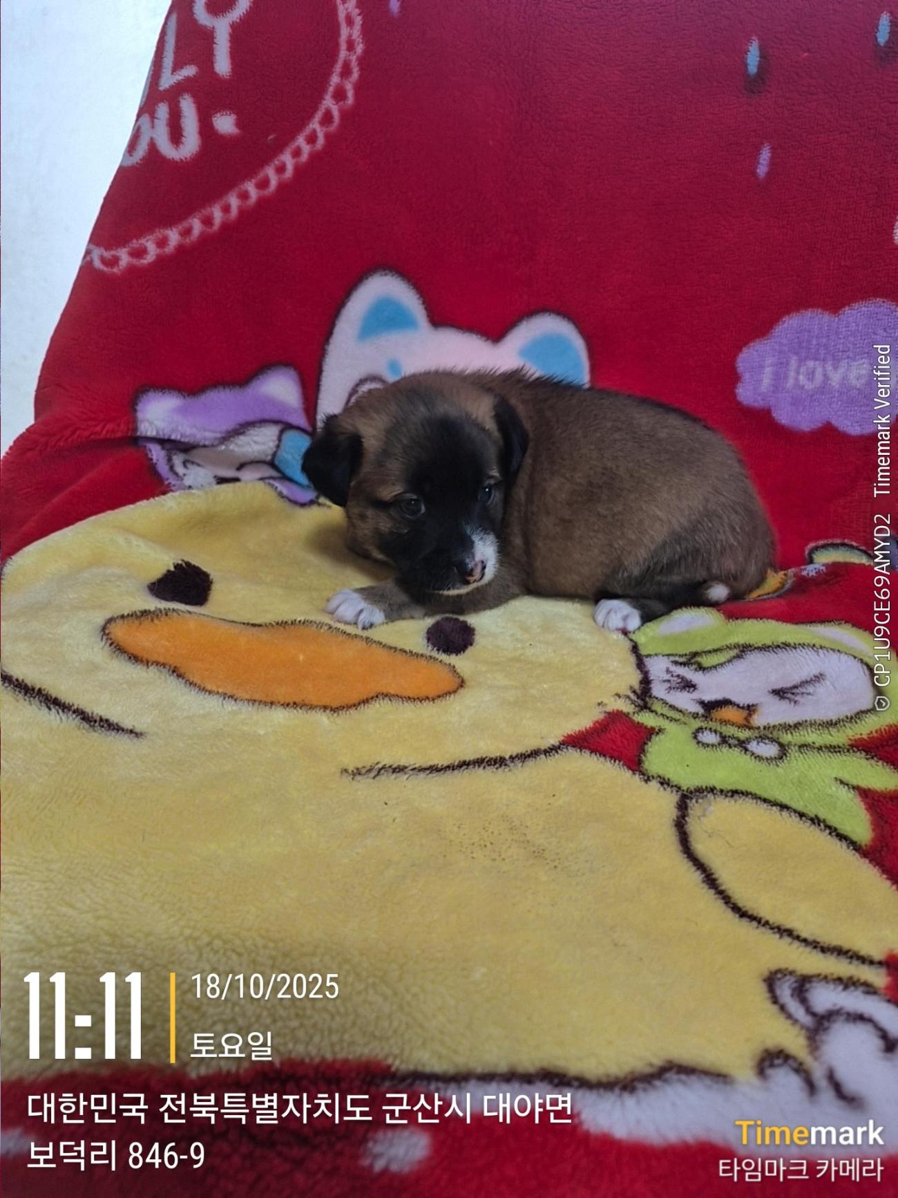 군산유기동물보호센터_445467202501944