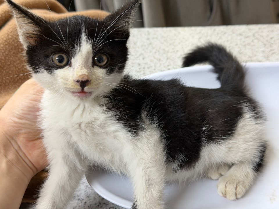 광주동물보호센터_429363202500886