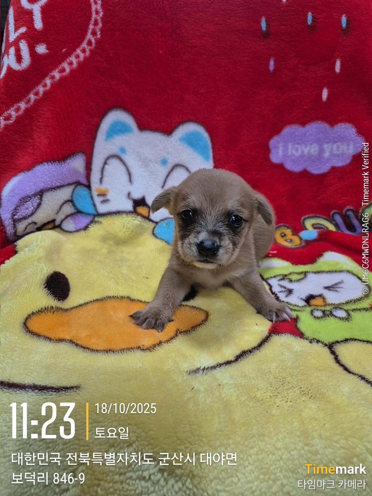 군산유기동물보호센터_445467202501950